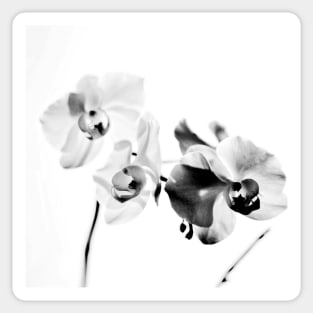 ORCHID Sticker